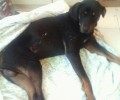 Ρόδος: Έκκληση για τον παράλυτο σκύλο που βρέθηκε πεταμένος σε ρέμα χτυπημένος από αυτοκίνητο
