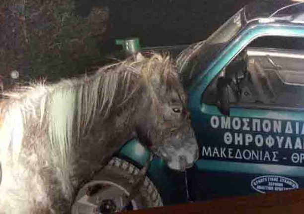 Μήνυση κατά του άνδρα που καβάλα στο άλογο κυνηγούσε νύχτα παράνομα στα Σέρβια Κοζάνης