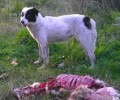 Θεσσαλονίκη: Έκκληση για τη σωτηρία των 10 σκυλιών που εγκατέλειψε βοσκός στον Δήμο Αξιού