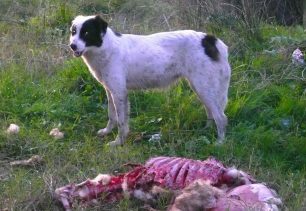 Θεσσαλονίκη: Έκκληση για τη σωτηρία των 10 σκυλιών που εγκατέλειψε βοσκός στον Δήμο Αξιού