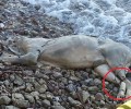 Βρήκε το πτώμα του σκύλου στην παραλία με τα πόδια του δεμένα με σύρμα στον Ψαθόπυργο Αχαΐας