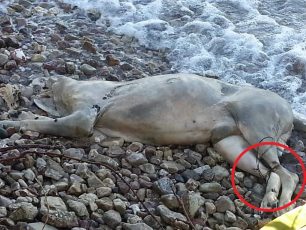 Βρήκε το πτώμα του σκύλου στην παραλία με τα πόδια του δεμένα με σύρμα στον Ψαθόπυργο Αχαΐας