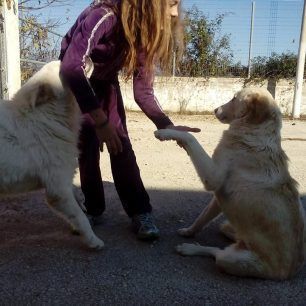 Σπυριδούλα ετών 11: Στην γιορτή μου ήθελα να περάσω όμορφα και πήγα στο καταφύγιο με τ’ αδέσποτα 6 SpyridoulaThesprotia 2