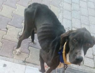 Έκκληση για τον εντοπισμό του σκελετωμένου σκύλου που περιφέρεται στα Άνω Λιόσια