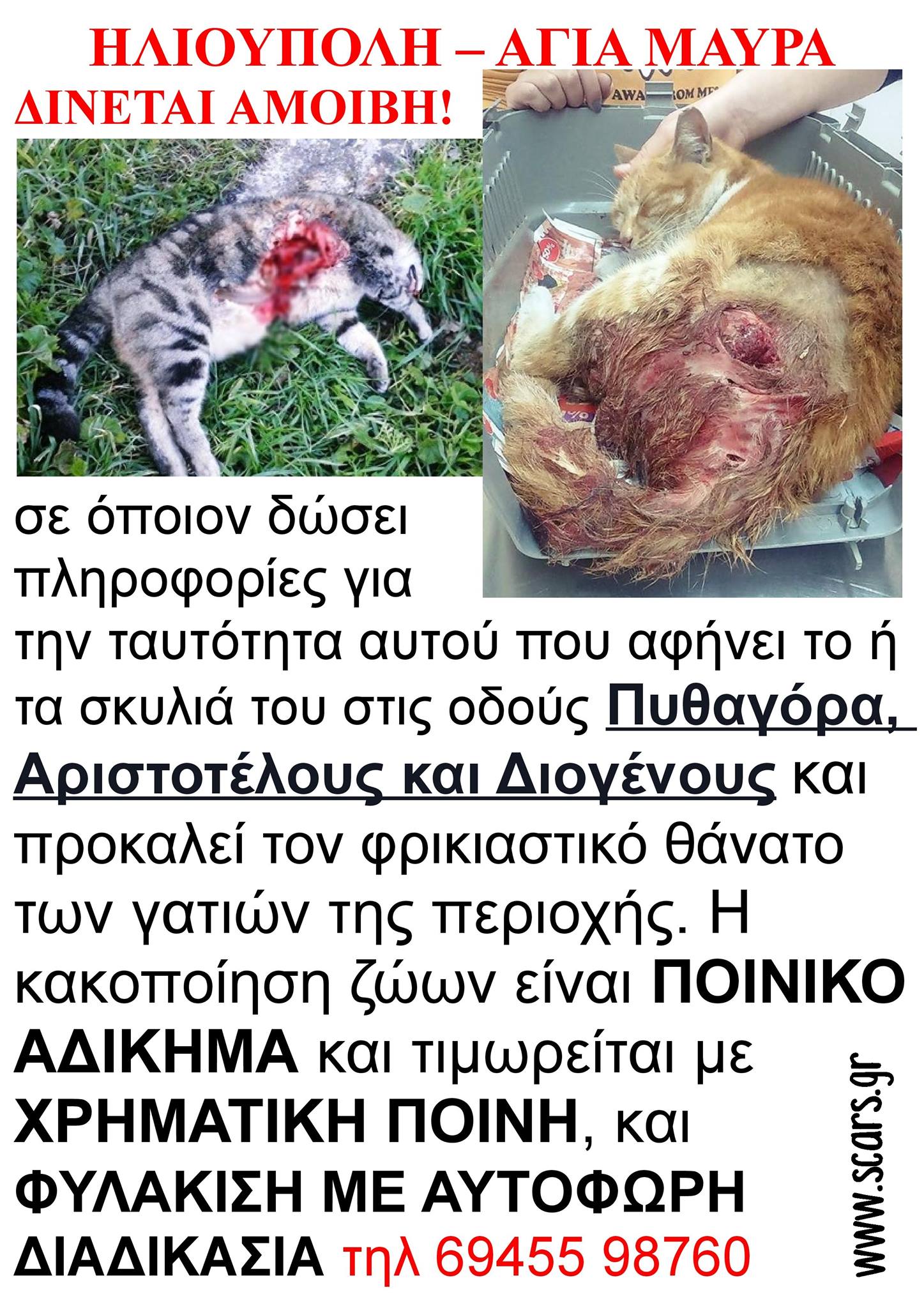 Αναζητούν τον ιδιοκτήτη του σκύλου που σκοτώνει γάτες στην Ηλιούπολη 2 AfisaEpikirixiSCARSIlioupoli -2
