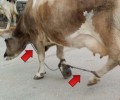 21-3-2018 θα δικαστεί στη Σύρο για την κακοποίηση - παστούρωμα των αγελάδων του στην Πάρο