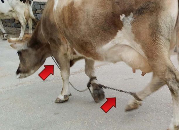7-6-2017 θα δικαστεί στη Σύρο για την κακοποίηση των αγελάδων στην Πάρο