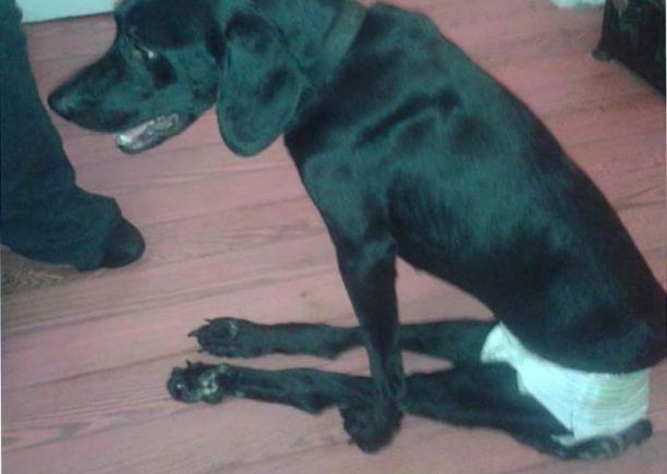 Γνωρίζουν ποιος πυροβόλησε & άφησε παράλυτη την σκυλίτσα στην Μάνδρα Αττικής αλλά δεν τον καταγγέλλουν