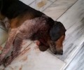 Θρακομακεδόνες: Επικήρυξαν τον δράστη που μαχαίρωσε και σκότωσε έναν σκύλο στο Ολυμπιακό Χωριό