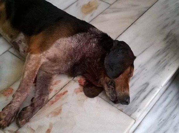 Θρακομακεδόνες: Επικήρυξαν τον δράστη που μαχαίρωσε και σκότωσε έναν σκύλο στο Ολυμπιακό Χωριό