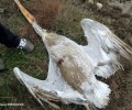 Αργυροπελεκάνος παγκοσμίως απειλούμενο είδος βρέθηκε πυροβολημένος στο Εθνικό Πάρκο Δέλτα Έβρου