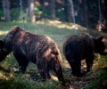 Οι αρκούδες από τον Ζωολογικό Κήπο Θεσ/νίκης έπεσαν για χειμέριο ύπνο για πρώτη φορά στη ζωή τους στο Καταφύγιο του ΑΡΚΤΟΥΡΟΥ