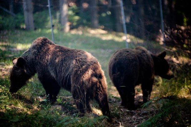 Οι αρκούδες από τον Ζωολογικό Κήπο Θεσ/νίκης έπεσαν για χειμέριο ύπνο για πρώτη φορά στη ζωή τους στο Καταφύγιο του ΑΡΚΤΟΥΡΟΥ