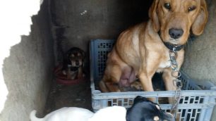 Πάρος: Αλυσοδεμένα, σκελετωμένα χωρίς τροφή 2 σκυλιά και τα κουτάβια τους