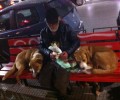 Θεσσαλονίκη: Ο άστεγος τάισε πρώτα τα σκυλιά και μετά έφαγε ο ίδιος