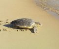 Οδηγίες από τον ΑΡΧΕΛΩΝ σχετικά με επιθέσεις θαλάσσιων χελώνων σε λουόμενους σε Πόρτο Ράφτη & Παλαιά Φώκαια