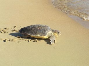 Οδηγίες από τον ΑΡΧΕΛΩΝ σχετικά με επιθέσεις θαλάσσιων χελώνων σε λουόμενους σε Πόρτο Ράφτη & Παλαιά Φώκαια