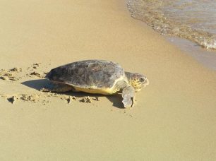 Δικάζεται η Ελλάδα για την μη προστασία του βιότοπου της Caretta – caretta στον Ν. Κυπαρισσιακό Κόλπο