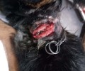 Χανιά: Βρήκαν τον σκύλο με τεράστια πληγή στο λαιμό απ’ την αλυσίδα που είχε μπει μέσα στο δέρμα του