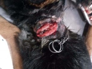 Χανιά: Βρήκαν τον σκύλο με τεράστια πληγή στο λαιμό απ’ την αλυσίδα που είχε μπει μέσα στο δέρμα του