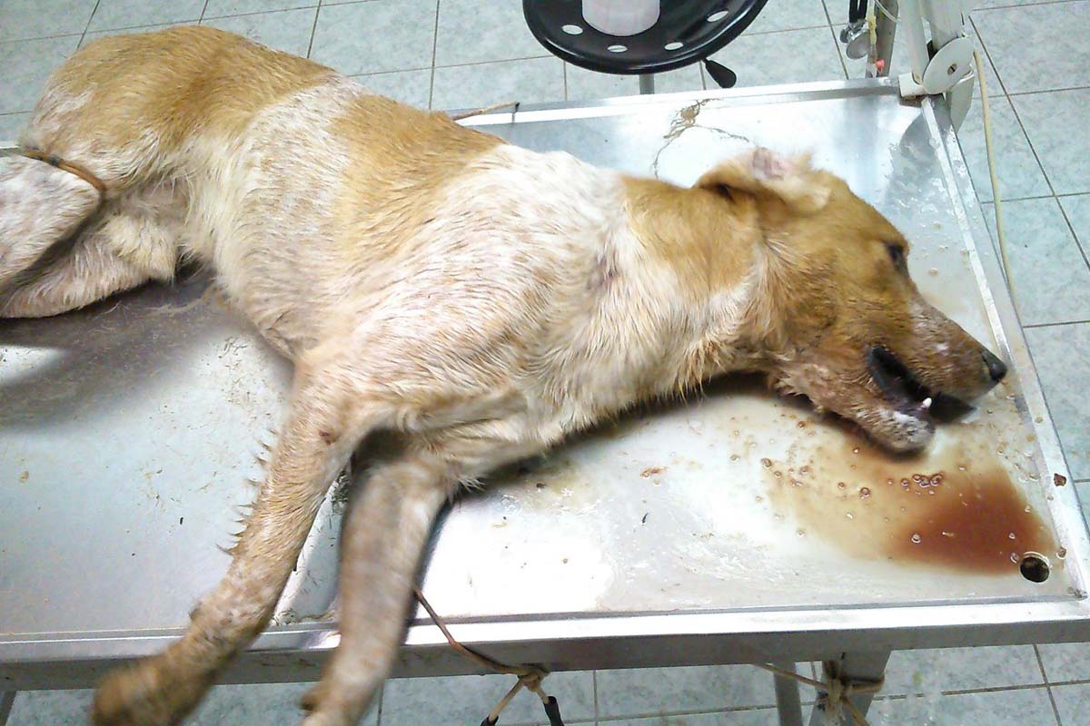 Δίνουν 10.000 €  σε όποιον αποκαλύψει τον δολοφόνο των ζώων σε Ιστιαία και άλλες περιοχές της Β. Εύβοιας