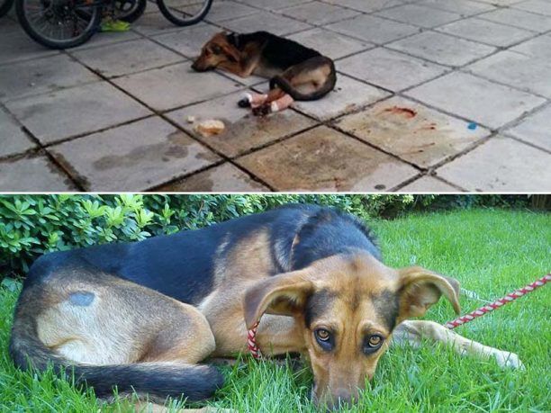 Αναζητούν σπιτικό για την σκυλίτσα που ξυλοκοπήθηκε άγρια από κάτοικο της Ελασσόνας