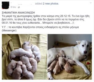 Η μια θέλει να σκοτώσει 8 υγιή κουτάβια και ο άλλος δίνει τη γάτα του επειδή εγκυμονεί η σύζυγος