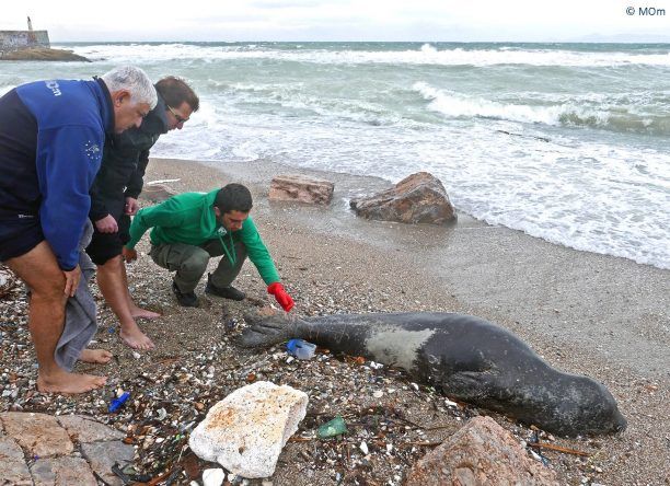 Μια τραυματισμένη φώκια ξεκουράζεται στις παραλίες στα νότια προάστια της Αττικής