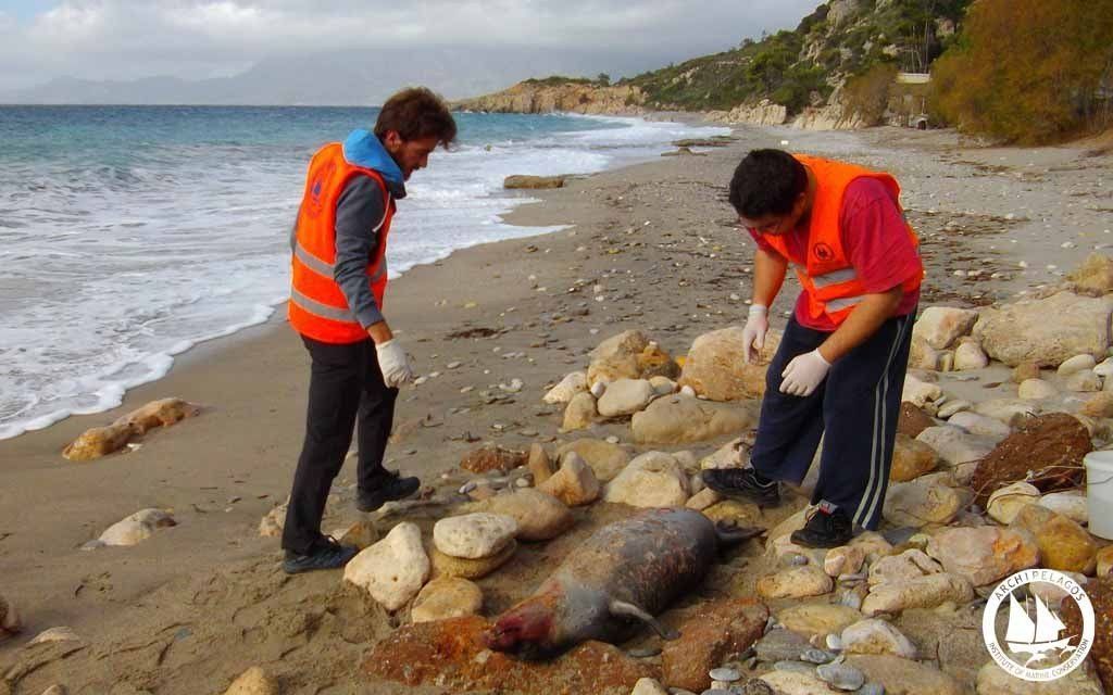 Η 6η φώκια που εντοπίζεται νεκρή από δυναμίτη βρέθηκε στη Σάμο