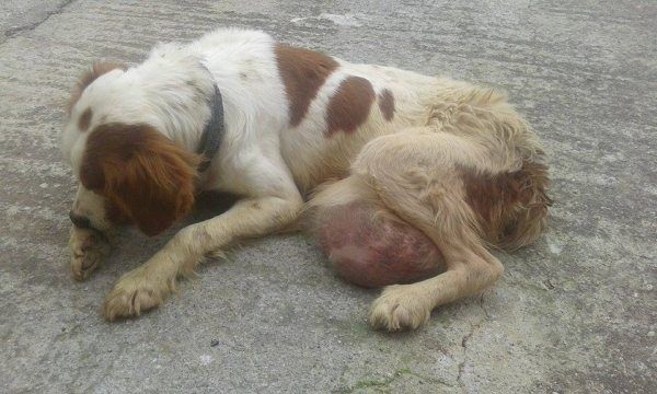 Βρήκαν εγκαταλελειμμένη την σκυλίτσα με τον τεράστιο όγκο στην κοιλιά στον Γαλατά Χανίων