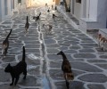 Με όρθιες τις ουρές οι γάτες της Παροικιάς στην Πάρο την καλωσορίζουν!