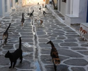 Με όρθιες τις ουρές οι γάτες της Παροικιάς στην Πάρο την καλωσορίζουν!