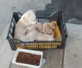 Καλοχώρι Θεσσαλονίκης: Τ’ αδέσποτα σκότωσαν την σκυλίτσα που πέταξε στο δρόμο μαζί με τα κουτάβια ο ιδιοκτήτης της