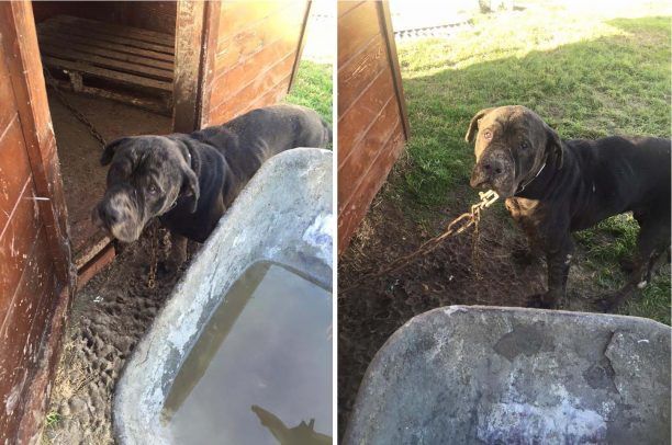 Κομοτηνή: Δρομέας βρήκε τον σκύλο (Κάνε – Κόρσο) εγκαταλελειμμένο στο βουνό της Νυμφαίας