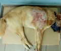 Πυροβόλησε τον σκύλο στην Κάριανη Καβάλας και κανείς δεν καταγγέλλει τον δράστη στην Αστυνομία