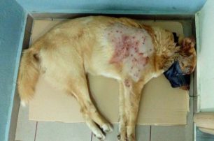 Πυροβόλησε τον σκύλο στην Κάριανη Καβάλας και κανείς δεν καταγγέλλει τον δράστη στην Αστυνομία
