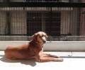 Ποιος θα υιοθετήσει τον σκύλο που βρέθηκε υποσιτισμένος και πυροβολημένος στην Κέρκυρα; (Βίντεο)