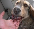 Βρήκαν τον σκύλο σοβαρά χτυπημένο στο κεφάλι από κλωτσιά ή αντικείμενο στην ΒΗ.ΠΕ. Κομοτηνής
