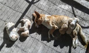 «Αδέσποτες καταγγελίες» χαρακτηρίζει η Περιφέρεια τον θάνατο 130 σκυλιών στο Δημοτικό Κυνοκομείο Κοζάνης