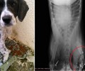Βρήκε το σκυλί με σπασμένο το πόδι σε δύο σημεία και πυροβολημένο στην Κυπαρισσία