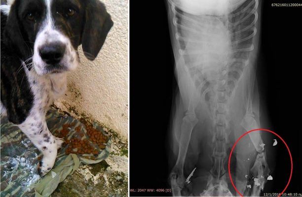 Βρήκε το σκυλί με σπασμένο το πόδι σε δύο σημεία και πυροβολημένο στην Κυπαρισσία