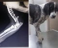 Έκκληση για τη φιλοξενία του σκύλου που πυροβολήθηκε στην Κυπαρίσσια και αναρρώνει