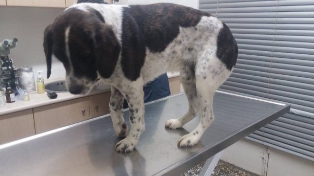 Κυπαρισσία: Έκκληση για την φιλοξενία/υιοθεσία του πυροβολημένου σκύλου που χρειάστηκε να χειρουργηθεί 3 φορές για να ξαναπερπατήσει