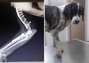 Έκκληση για τη φιλοξενία του σκύλου που πυροβολήθηκε στην Κυπαρίσσια και αναρρώνει