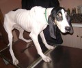 Βρήκε τον σκύλο άρρωστο και σκελετωμένο σε ορεινή περιοχή στο Κιβέρι Άργους