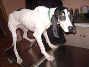 Βρήκε τον σκύλο άρρωστο και σκελετωμένο σε ορεινή περιοχή στο Κιβέρι Άργους