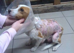 Αναρρώνει η σκυλίτσα που βρέθηκε καμένη από χημική ουσία στη Λεπτοκαρυά Τρικάλων