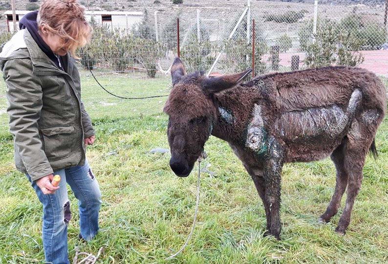 Λέσβος: Καμένο από την τριβή στην άσφαλτο το γαϊδούρι που κάποιος έδεσε και έσυρε με Ι.Χ.