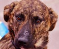 Έχασαν τον θηλυκό σκύλο μεταξύ Κορωπίου και Παιανίας