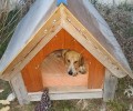 Ο Δήμος Λουτρακίου πέταξε τα σκυλόσπιτα που έβαλαν φιλόζωοι έξω από το νεκροταφείο για τ’ αδέσποτα